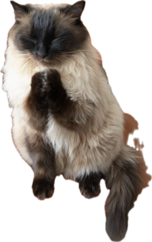 Wellington, a cat